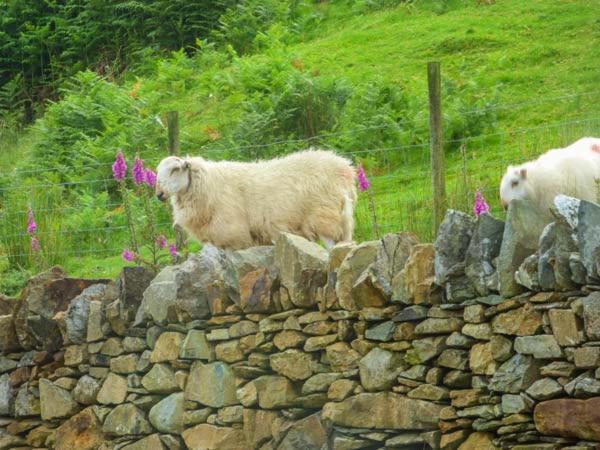 Tyn Llwyn Villa Dolgellau Buitenkant foto